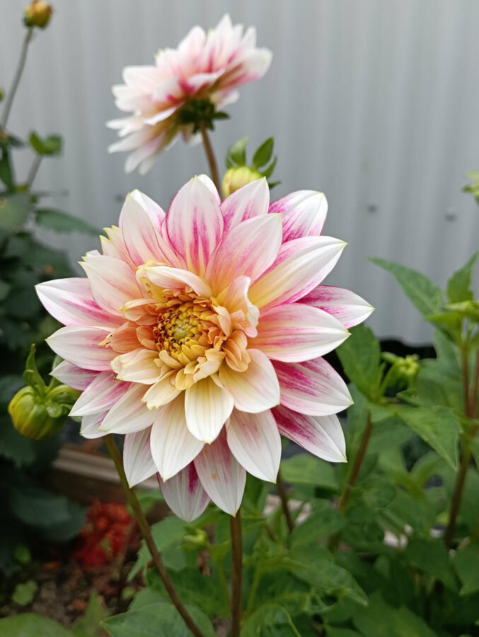 Garden Show