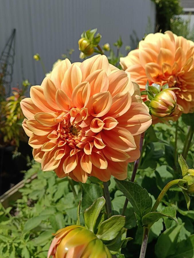 Bracken Palomino