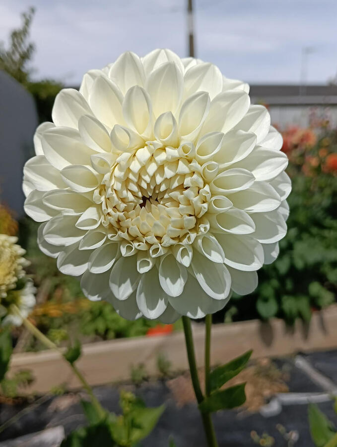 Snowcap