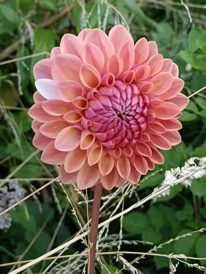 Tararua Seedling 3