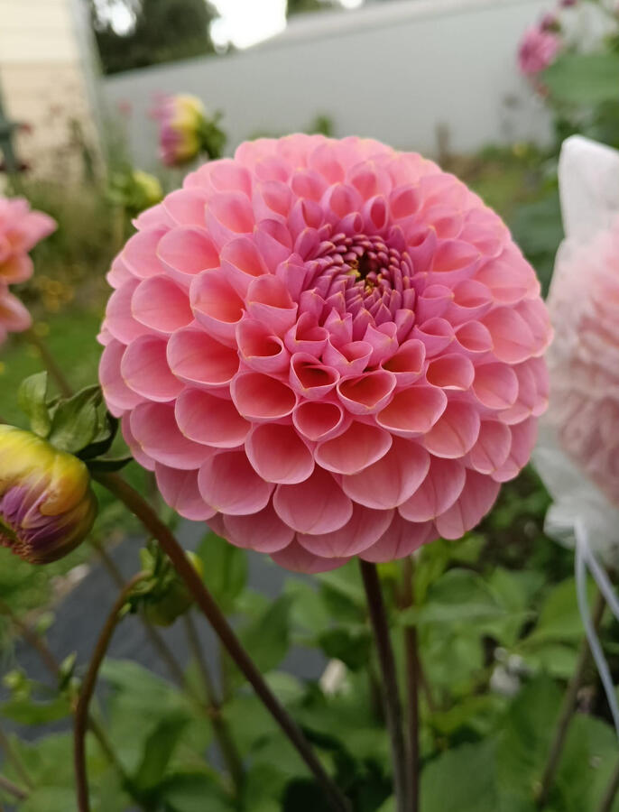Hamari Rose