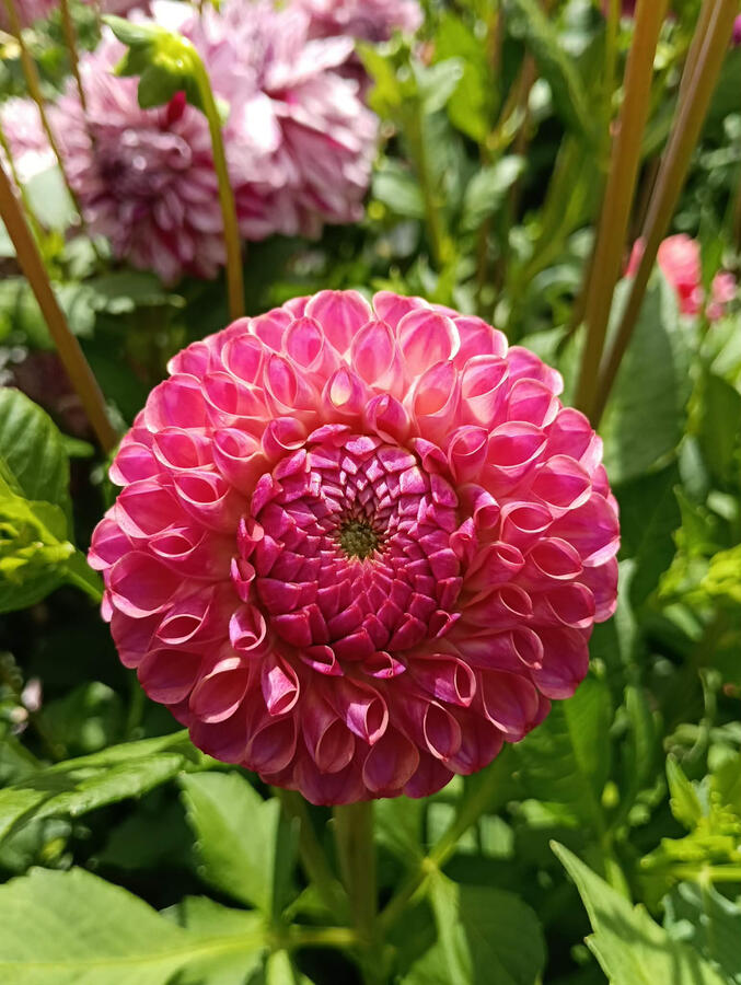 Tararua Seedling 3