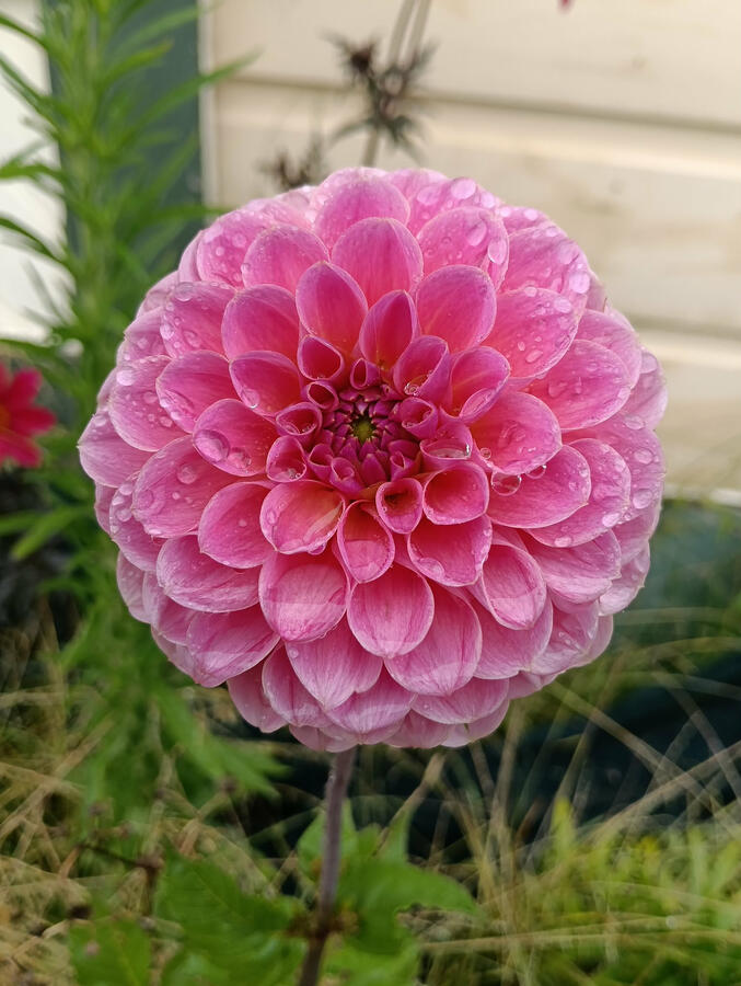Tararua Seedling 4