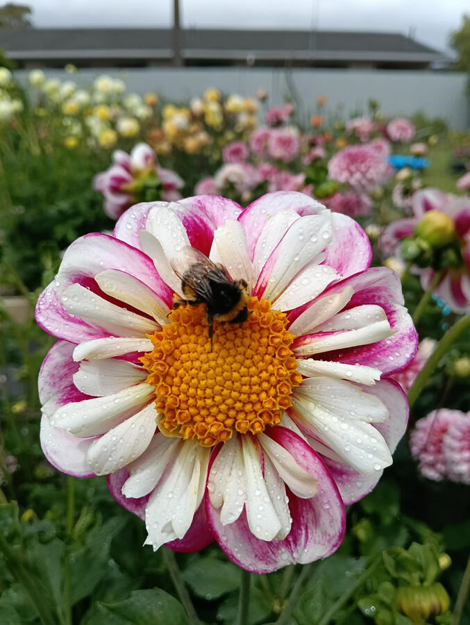 Bumble Rumble